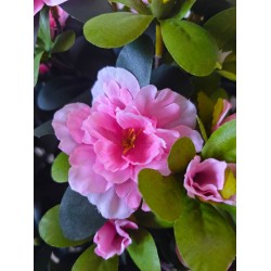 Τεχνητό Φυτό Εξωτερικού Χώρου Azalea με 57 λουλούδια και ύψος 92cm